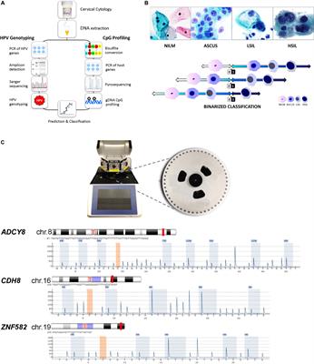 Frontiers Molecular Pap Smear Validation Of Hpv Genotype And Host Methylation Profiles Of Adcy8 Cdh8 And Znf5 As A Predictor Of Cervical Cytopathology Microbiology