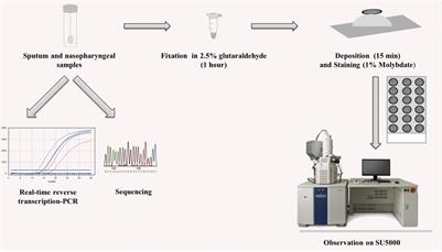 Frontiers Rapid Scanning Electron Microscopy Detection And Sequencing Of Severe Acute Respiratory Syndrome Coronavirus 2 And Other Respiratory Viruses Microbiology