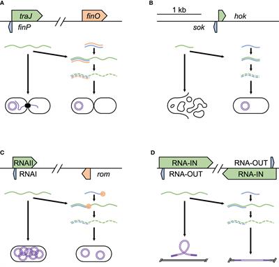 Frontiers | Modulation of Bacterial Fitness and Virulence Through ...