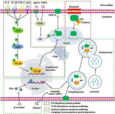 Frontiers | Factors and Molecular Mechanisms Influencing the Protein ...