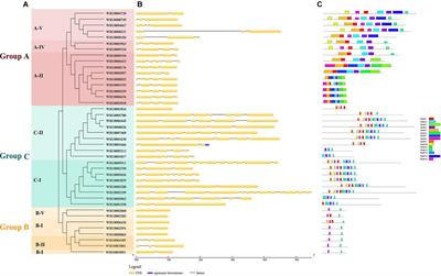 Frontiers Genome Wide Identification And Comprehensive Analyses Of