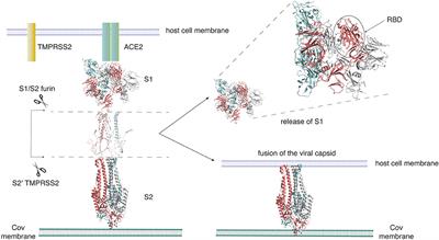 Frontiers  A Bioinformatics Approach to Investigate Structural and  Non-Structural Proteins in Human Coronaviruses