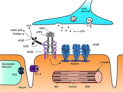 Frontiers | Myasthenia Gravis: Autoantibody Specificities and Their ...