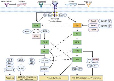 Frontiers | Ras Pathways on Prox1 and Lymphangiogenesis: Insights for ...