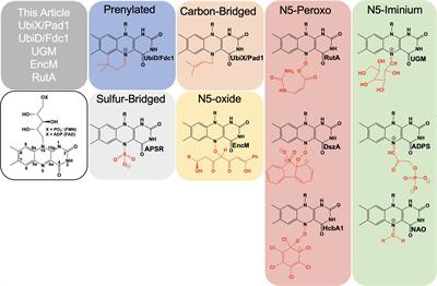 Frontiers N5 Is The New C4a Biochemical Functionalization Of Reduced Flavins At The N5 Position Molecular Biosciences