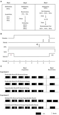 Frontiers Destabilizing Different Strengths Of Fear Memories Requires Different Degrees Of Prediction Error During Retrieval Behavioral Neuroscience