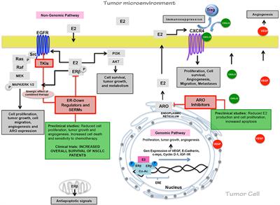 Frontiers | An Overview of Lung Cancer in Women and the Impact of ...