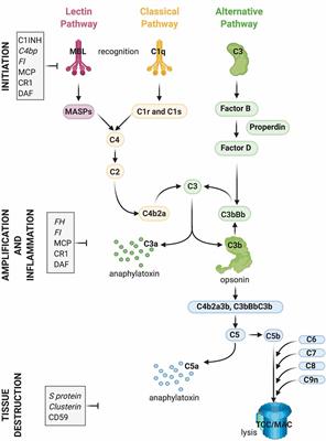 Frontiers  C1q and central nervous system disorders