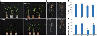 Frontiers | Ascophyllum nodosum Biostimulant Improves the Growth of Zea ...