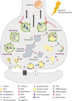 Frontiers | Dysfunctional Autophagy and Endolysosomal System in ...