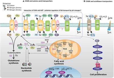 Frontiers | Interplay of Carbonic Anhydrase IX With Amino Acid and Acid ...