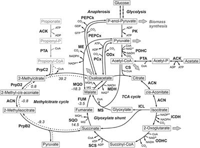 Frontiers | Comprehensive Analysis of C. glutamicum Anaplerotic ...