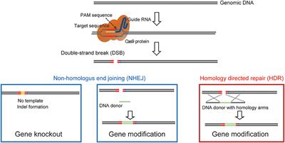 Frontiers | Methodologies and Challenges for CRISPR/Cas9 Mediated ...