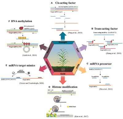 Frontiers | From Trash to Luxury: The Potential Role of Plant LncRNA in ...