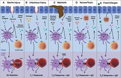 Frontiers | Perturbations to Homeostasis in Experimental Models ...