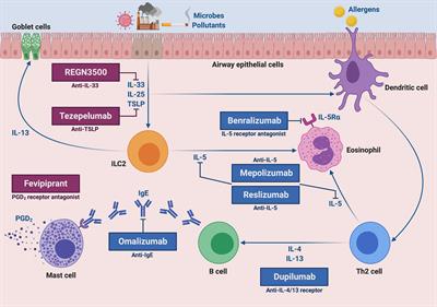 Frontiers | Molecular Targets for Biological Therapies of Severe Asthma