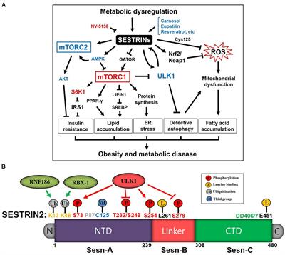 Frontiers Sensing The Stress A Role For The Uprmt And Upram In The