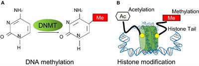DNA Methylation vs. Histone Acetylation — What's the Difference?