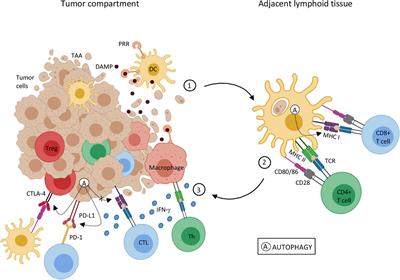 Frontiers | The Role of Autophagy in Tumor Immunology—Complex ...