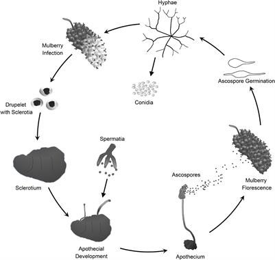 Frontiers | Genome Sequencing Analysis of Scleromitrula shiraiana, a ...