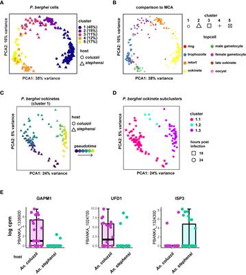 Frontiers Using Scrna Seq To Identify Transcriptional Variation In The Malaria Parasite Ookinete Stage Cellular And Infection Microbiology