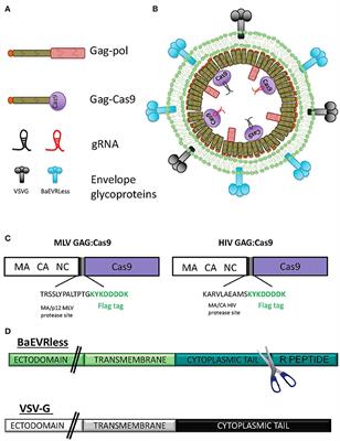 frontiers baboon envelope pseudotyped nanoblades carrying cas9 grna complexes allow efficient genome editing in human t b and cd34 cells and knock in of aav6 encoded donor dna in cd34 cells genome editing