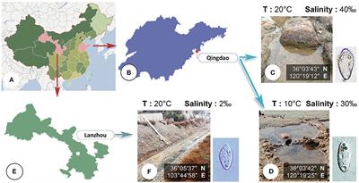 Frontiers | Taxonomy and Molecular Phylogeny of Three Species of ...