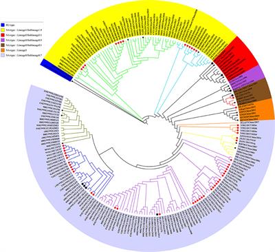 Frontiers | Molecular Characterization of the Nsp2 and ORF5 (ORF5a ...