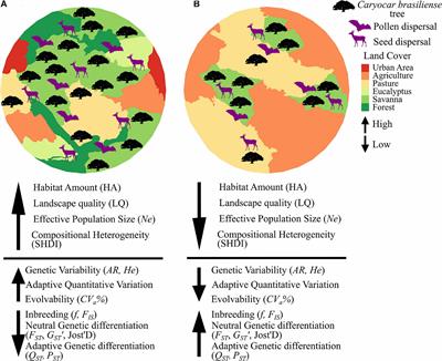 Frontiers Agricultural Landscape Heterogeneity Matter Responses Of Neutral Genetic Diversity And Adaptive Traits In A Neotropical Savanna Tree Genetics