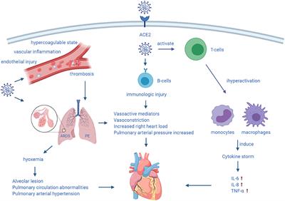 Frontiers  Myocardial Work Efficiency, A Novel Measure of Myocardial  Dysfunction, Is Reduced in COVID-19 Patients and Associated With  In-Hospital Mortality