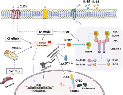 Frontiers | Physiological and Pathological Roles of Mammalian NEK7