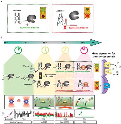 Frontiers | Transcriptional Riboswitches Integrate Timescales for ...