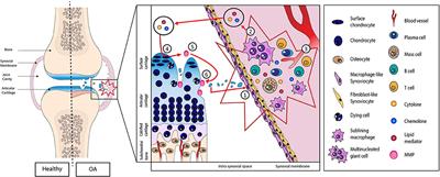 Frontiers | The Damage-Associated Molecular Patterns (DAMPs) as ...