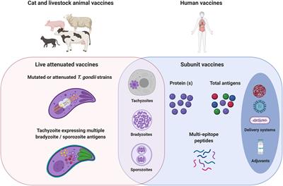 Frontiers Key Limitations And New Insights Into The Toxoplasma Gondii Parasite Stage Switching For Future Vaccine Development In Human Livestock And Cats Cellular And Infection Microbiology