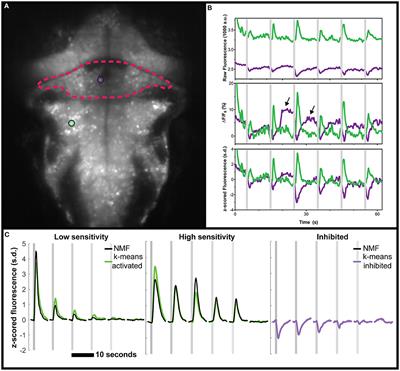 Fast and sensitive GCaMP calcium indicators for imaging neural