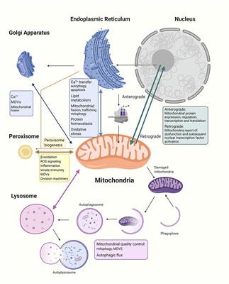 Mitochondrial signalling and homeostasis: from cell biology to