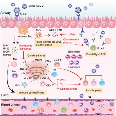 Frontiers | COVID-19: Imbalanced Immune Responses and Potential ...