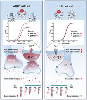 Frontiers | The α5 Nicotinic Acetylcholine Receptor Subunit ...