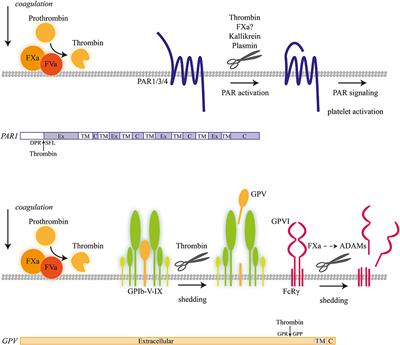 Frontiers Platelet Membrane Receptor Proteolysis Implications For Platelet Function Cardiovascular Medicine