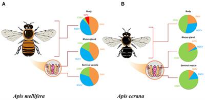 95 Bee Life Cycle Stock Photos, High-Res Pictures, and Images