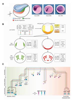 Frontiers  Pax3/7 regulates neural tube closure and patterning in