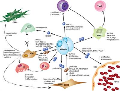 Frontiers | Exosomes in the Pathogenesis and Treatment of Multiple ...