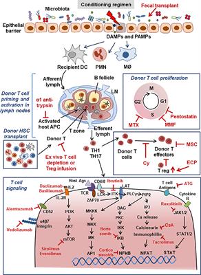 Frontiers | Tolerance to Bone Marrow Transplantation: Do Mesenchymal ...