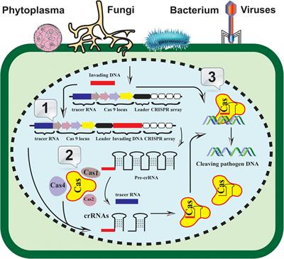 Frontiers | Next-Generation Sequencing and the CRISPR-Cas Nexus: A ...