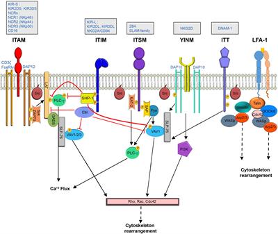 Frontiers | The Role of the Cytoskeleton in Regulating the Natural ...