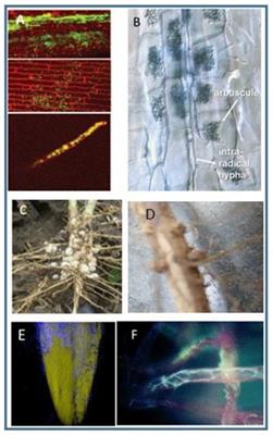 Frontiers Benefits To Plant Health And Productivity From Enhancing Plant Microbial Symbionts Plant Science