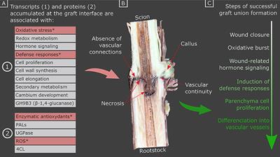 Frontiers | Identifying Molecular Markers of Successful Graft Union ...