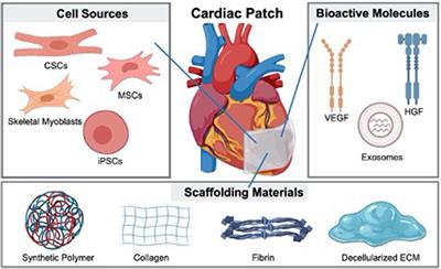 Design of a physiologically adaptable cardiac patch. (A) Photograph of