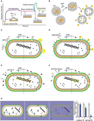 New features of the cell wall of the radio-resistant bacterium