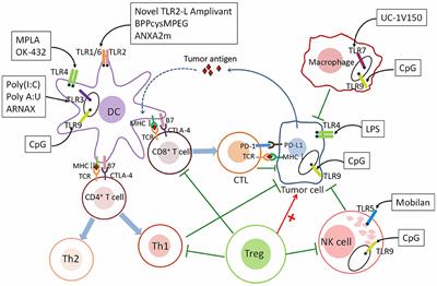 Frontiers Tlrs As A Promise Target Along With Immune Checkpoint Against Gastric Cancer Cell And Developmental Biology